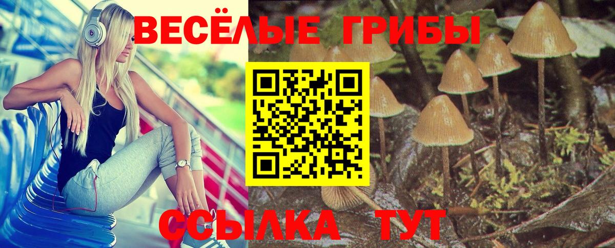 Псилоцибиновые грибы Cubensis  Галлюциногенные грибы Psilocybine cubensis  Сосновый Бор  Вход с VPN 